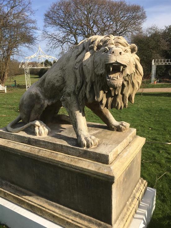 A pair of large reconstituted stone models of snarling lions sejant, H 183cms with plinths, H152cms without plinths, L146cms, W 78cm